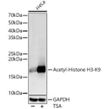 Western Blot - Anti-Histone H3 (acetyl Lys9) Antibody (A16741) - Antibodies.com