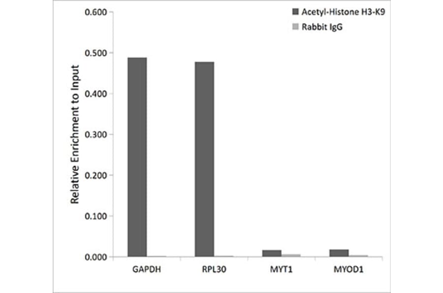 Chromatin Immunoprecipitation - Anti-Histone H3 (acetyl Lys9) Antibody (A16741) - Antibodies.com