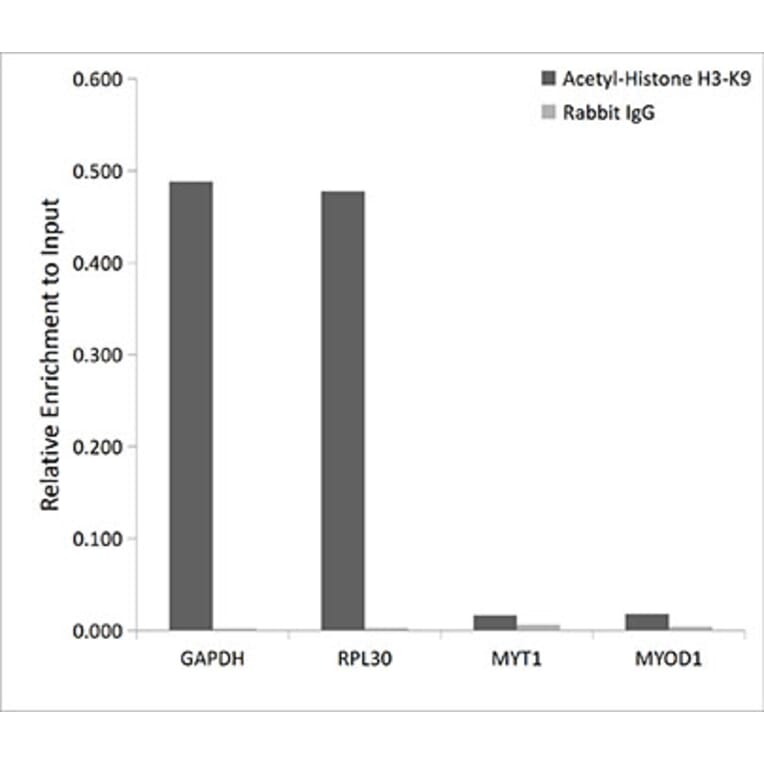Chromatin Immunoprecipitation - Anti-Histone H3 (acetyl Lys9) Antibody (A16741) - Antibodies.com