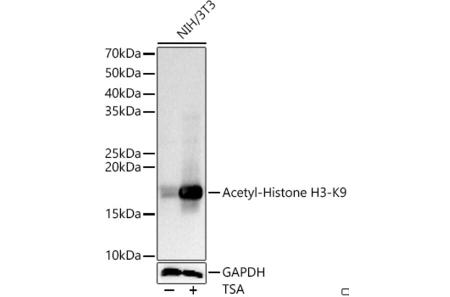 Western Blot - Anti-Histone H3 (acetyl Lys9) Antibody (A16741) - Antibodies.com