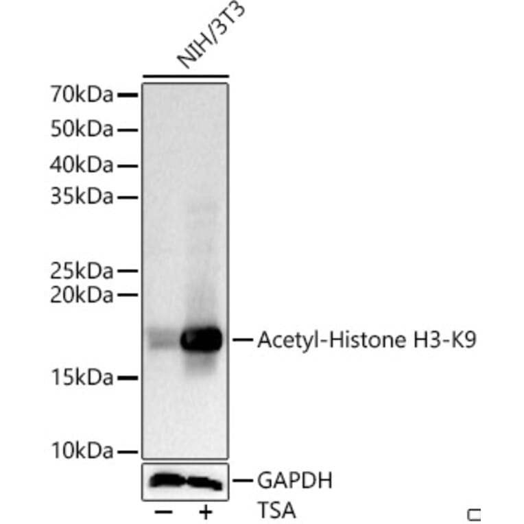 Western Blot - Anti-Histone H3 (acetyl Lys9) Antibody (A16741) - Antibodies.com