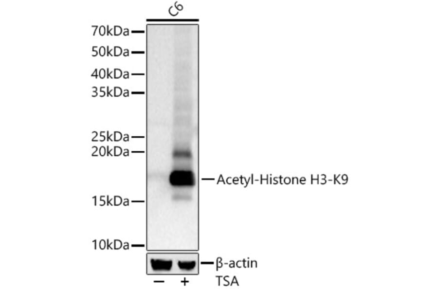 Western Blot - Anti-Histone H3 (acetyl Lys9) Antibody (A16741) - Antibodies.com