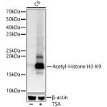 Western Blot - Anti-Histone H3 (acetyl Lys9) Antibody (A16741) - Antibodies.com