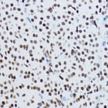 Immunohistochemistry - Anti-Histone H3 (acetyl Lys9) Antibody (A16741) - Antibodies.com