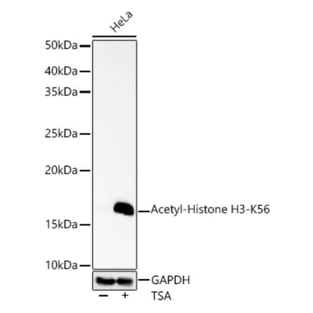 Western Blot - Anti-Histone H3 (acetyl Lys56) Antibody (A16742) - Antibodies.com