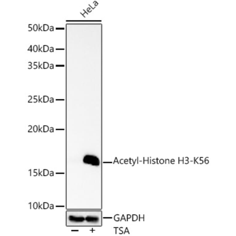 Western Blot - Anti-Histone H3 (acetyl Lys56) Antibody (A16742) - Antibodies.com