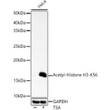 Western Blot - Anti-Histone H3 (acetyl Lys56) Antibody (A16742) - Antibodies.com