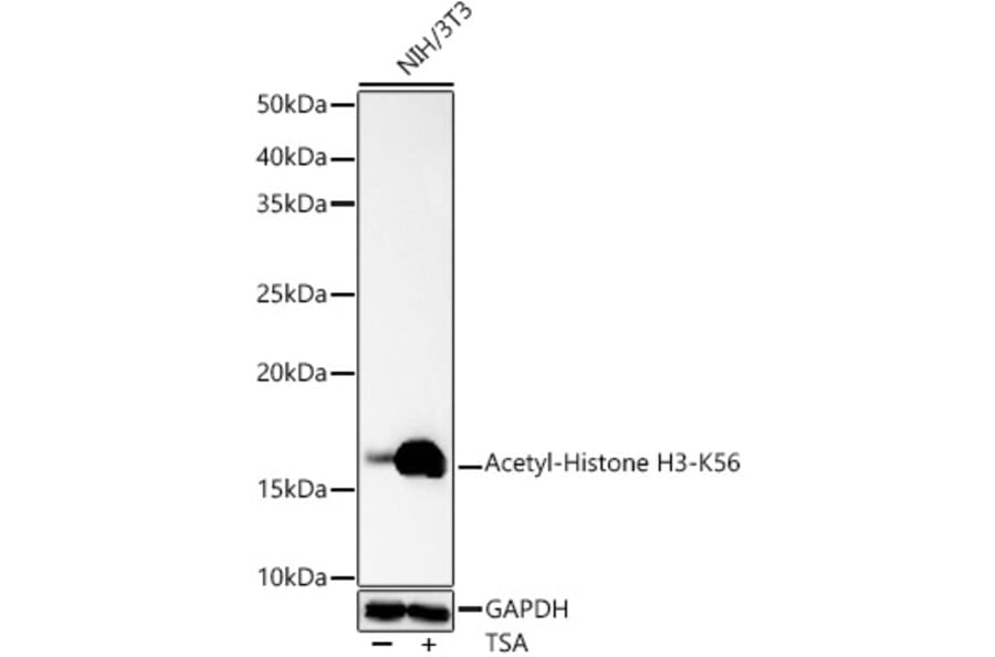 Western Blot - Anti-Histone H3 (acetyl Lys56) Antibody (A16742) - Antibodies.com