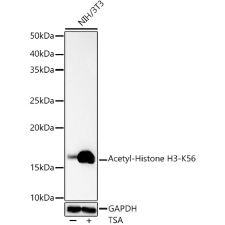 Western Blot - Anti-Histone H3 (acetyl Lys56) Antibody (A16742) - Antibodies.com