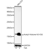 Western Blot - Anti-Histone H3 (acetyl Lys56) Antibody (A16742) - Antibodies.com