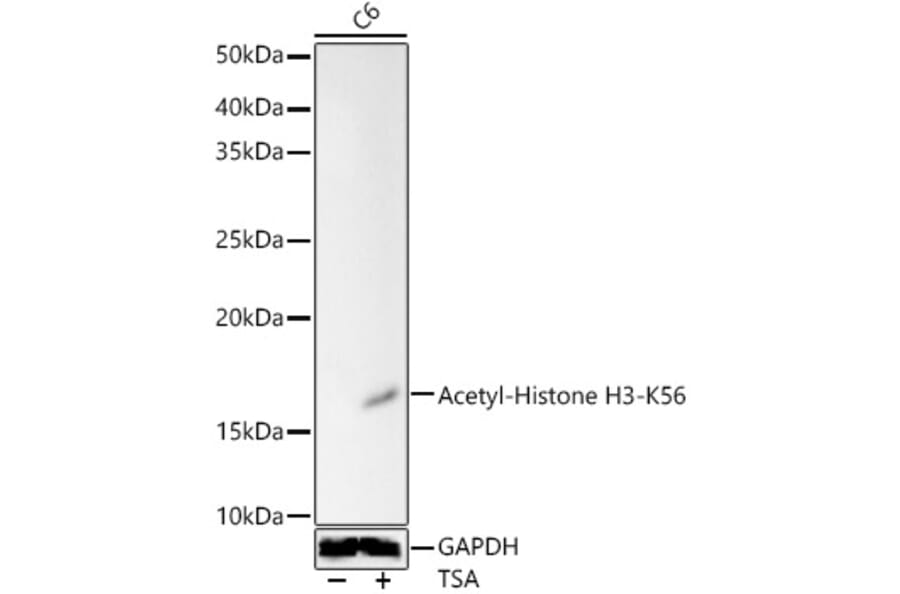 Western Blot - Anti-Histone H3 (acetyl Lys56) Antibody (A16742) - Antibodies.com