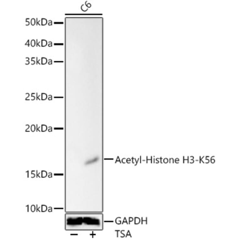 Western Blot - Anti-Histone H3 (acetyl Lys56) Antibody (A16742) - Antibodies.com