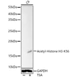 Western Blot - Anti-Histone H3 (acetyl Lys56) Antibody (A16742) - Antibodies.com