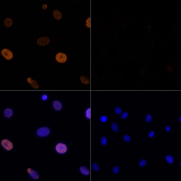 Immunofluorescence - Anti-Histone H3 (acetyl Lys56) Antibody (A16742) - Antibodies.com