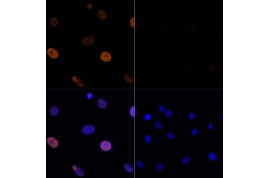 Immunofluorescence - Anti-Histone H3 (acetyl Lys56) Antibody (A16742) - Antibodies.com