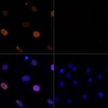 Immunofluorescence - Anti-Histone H3 (acetyl Lys56) Antibody (A16742) - Antibodies.com