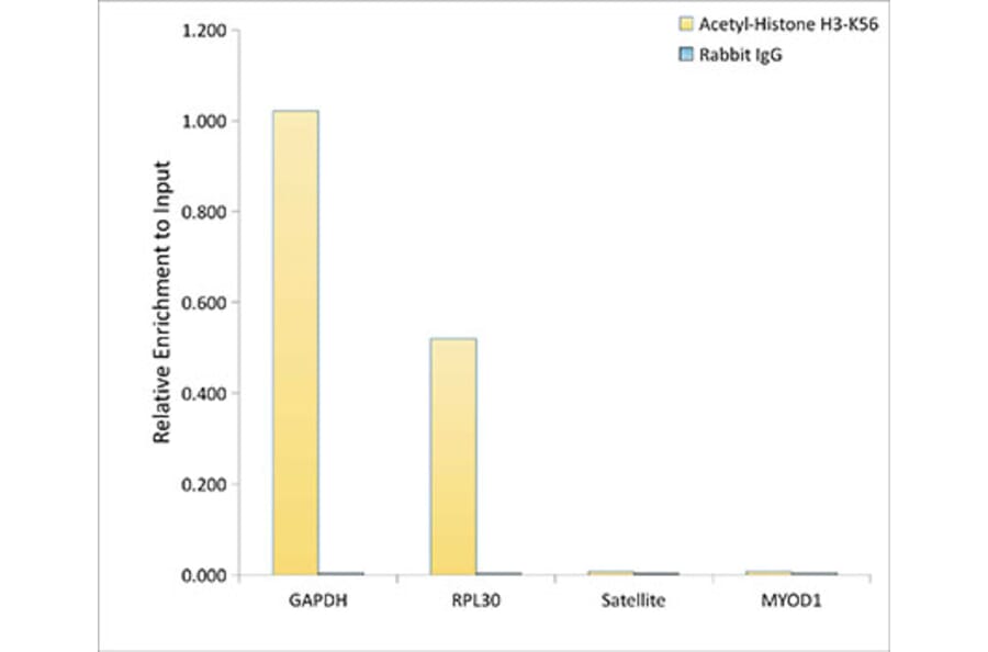 Chromatin Immunoprecipitation - Anti-Histone H3 (acetyl Lys56) Antibody (A16742) - Antibodies.com