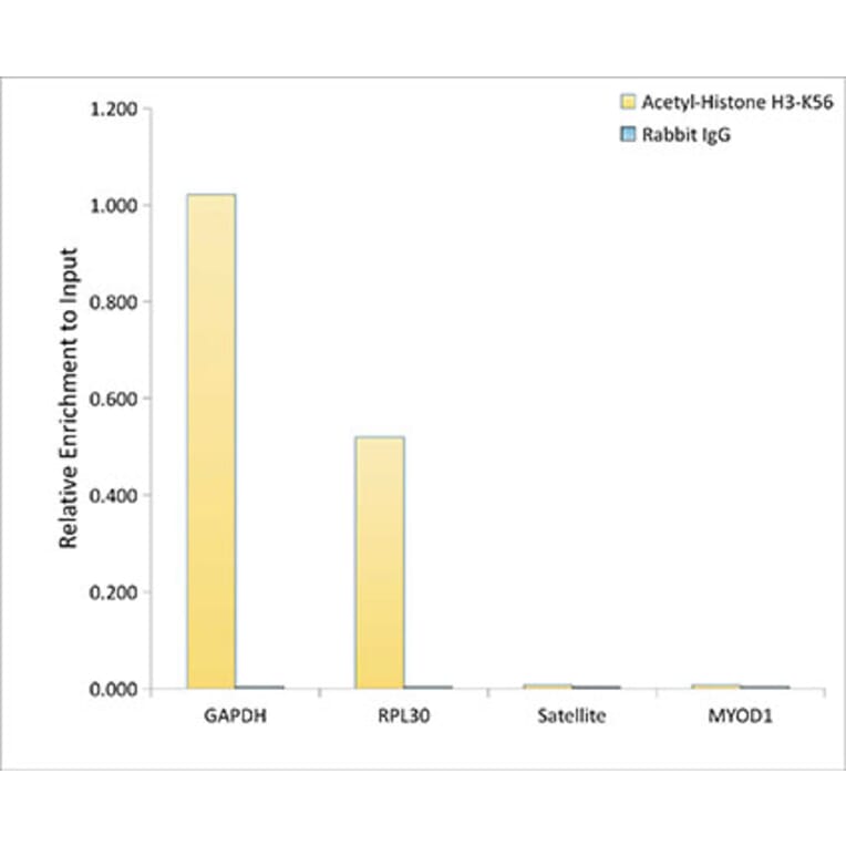 Chromatin Immunoprecipitation - Anti-Histone H3 (acetyl Lys56) Antibody (A16742) - Antibodies.com