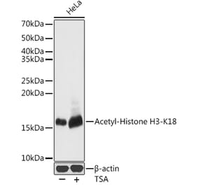 Western Blot - Anti-Histone H3 (acetyl Lys18) Antibody (A16743) - Antibodies.com
