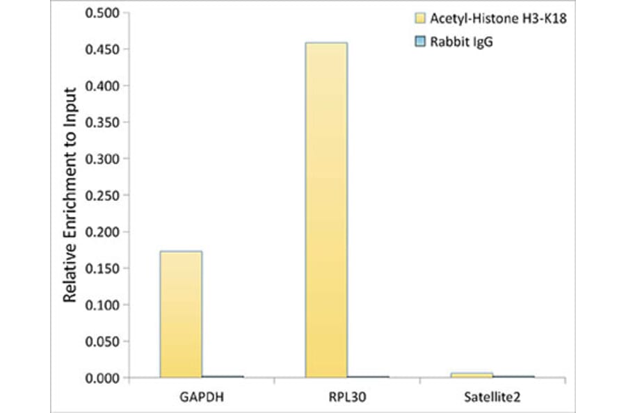 Chromatin Immunoprecipitation - Anti-Histone H3 (acetyl Lys18) Antibody (A16743) - Antibodies.com