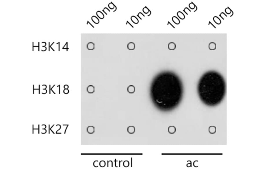 Dot Blot - Anti-Histone H3 (acetyl Lys18) Antibody (A16743) - Antibodies.com