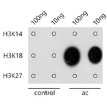 Dot Blot - Anti-Histone H3 (acetyl Lys18) Antibody (A16743) - Antibodies.com