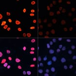Immunofluorescence - Anti-Histone H3 (acetyl Lys18) Antibody (A16743) - Antibodies.com