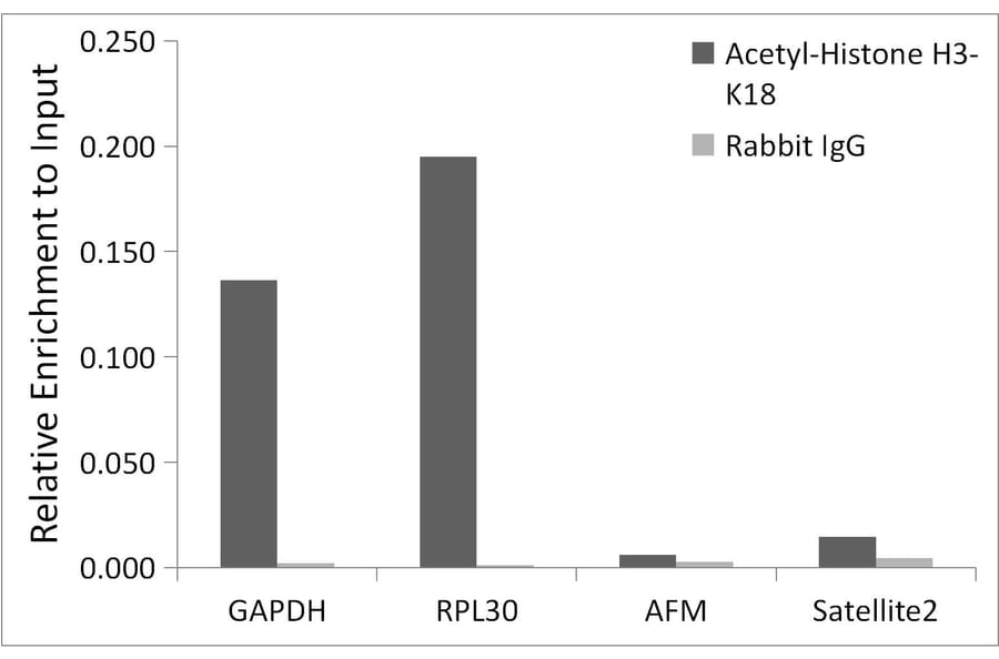 Chromatin Immunoprecipitation - Anti-Histone H3 (acetyl Lys18) Antibody (A16743) - Antibodies.com