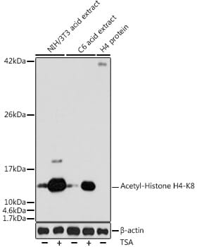 Western blot analysis of extracts of various cell lines, using Anti-Histone H4 (acetyl K8) Antibody (A7258) at 1:1,000 dilution.
Secondary antibody: Goat Anti-Rabbit IgG (H+L) (HRP) (AS014) at 1:10,000 dilution.
Lysates / proteins: 25µg per lane.
Blocking buffer: 3% non-fat dry milk in TBST.
Detection: ECL Enhanced Kit (RM00021).
Exposure time: 90s.
