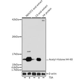 Western Blot - Anti-Histone H4 (acetyl Lys8) Antibody (A16744) - Antibodies.com