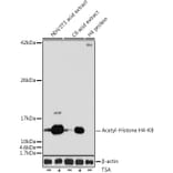 Western Blot - Anti-Histone H4 (acetyl Lys8) Antibody (A16744) - Antibodies.com