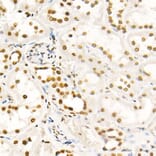 Immunohistochemistry - Anti-Histone H4 (acetyl Lys8) Antibody (A16744) - Antibodies.com