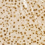 Immunohistochemistry - Anti-Histone H4 (acetyl Lys8) Antibody (A16744) - Antibodies.com
