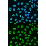 Immunofluorescence - Anti-Histone H4 (acetyl Lys8) Antibody (A16744) - Antibodies.com
