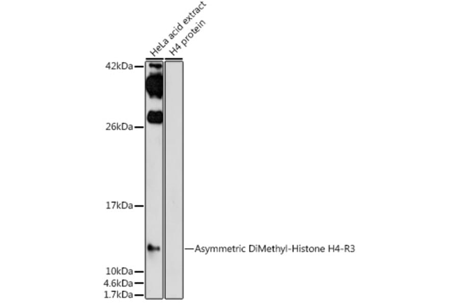 Western Blot - Anti-Histone H4 (asymmetric di methyl Arg3) Antibody (A16745) - Antibodies.com
