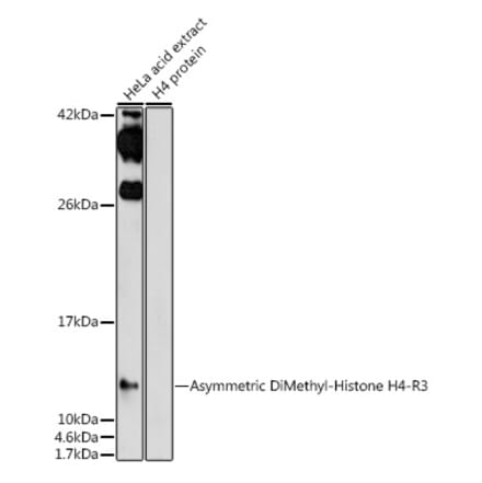 Western Blot - Anti-Histone H4 (asymmetric di methyl Arg3) Antibody (A16745) - Antibodies.com