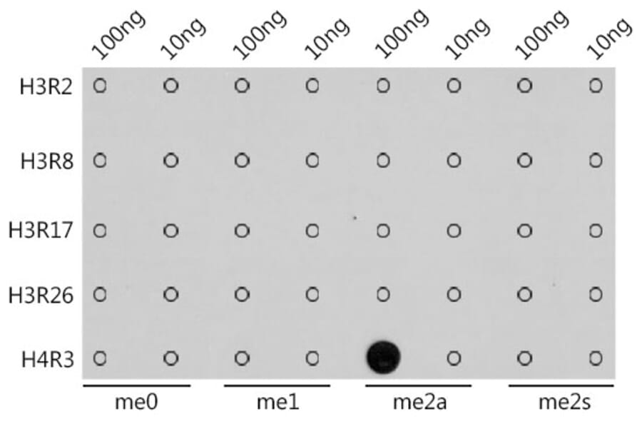 Dot Blot - Anti-Histone H4 (asymmetric di methyl Arg3) Antibody (A16745) - Antibodies.com