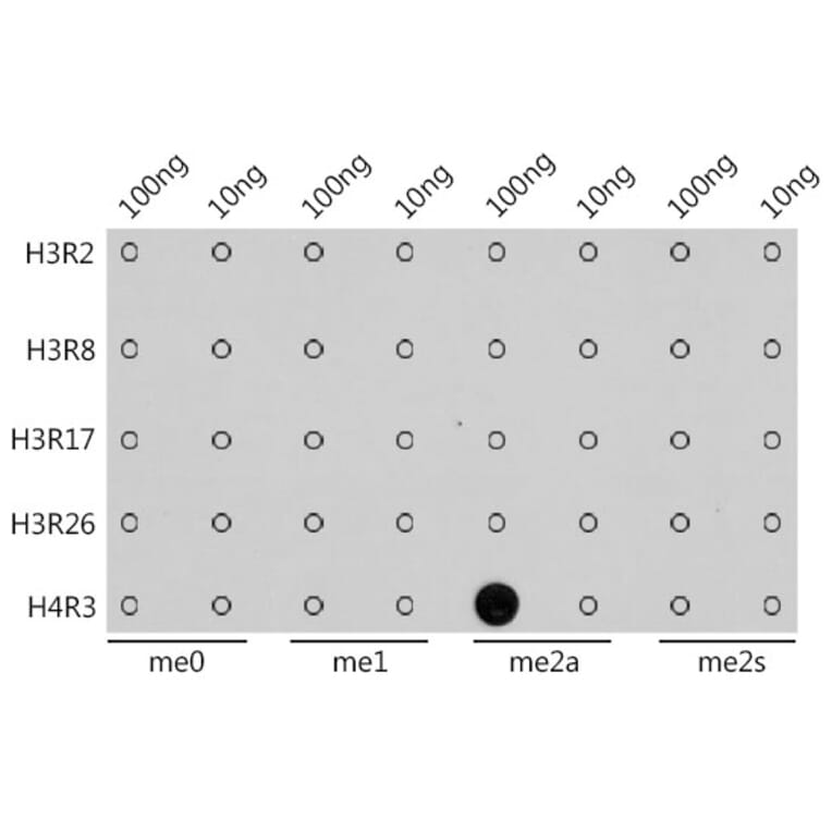 Dot Blot - Anti-Histone H4 (asymmetric di methyl Arg3) Antibody (A16745) - Antibodies.com