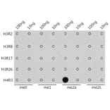 Dot Blot - Anti-Histone H4 (asymmetric di methyl Arg3) Antibody (A16745) - Antibodies.com