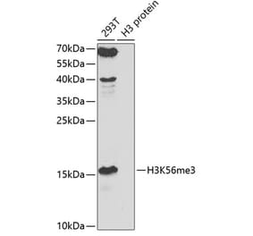 Western Blot - Anti-Histone H3 (tri methyl Lys56) Antibody (A16746) - Antibodies.com