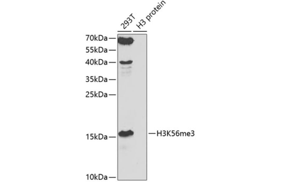 Western Blot - Anti-Histone H3 (tri methyl Lys56) Antibody (A16746) - Antibodies.com