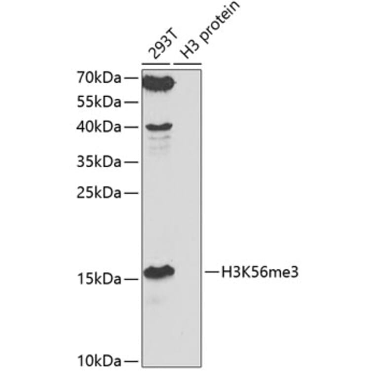 Western Blot - Anti-Histone H3 (tri methyl Lys56) Antibody (A16746) - Antibodies.com