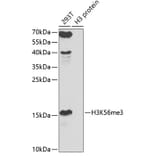 Western Blot - Anti-Histone H3 (tri methyl Lys56) Antibody (A16746) - Antibodies.com