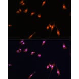 Immunofluorescence - Anti-YAP1 Antibody (A16747) - Antibodies.com