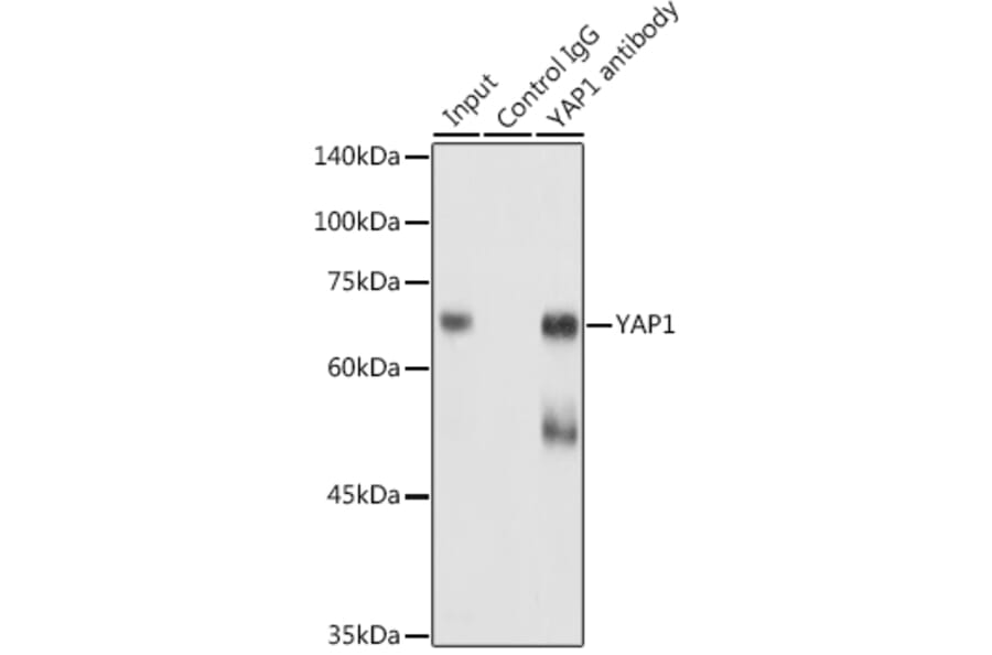 Western Blot - Anti-YAP1 Antibody (A16747) - Antibodies.com