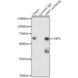 Western Blot - Anti-YAP1 Antibody (A16747) - Antibodies.com