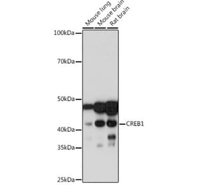 Western Blot - Anti-CREB Antibody [ARC0113] (A16748) - Antibodies.com