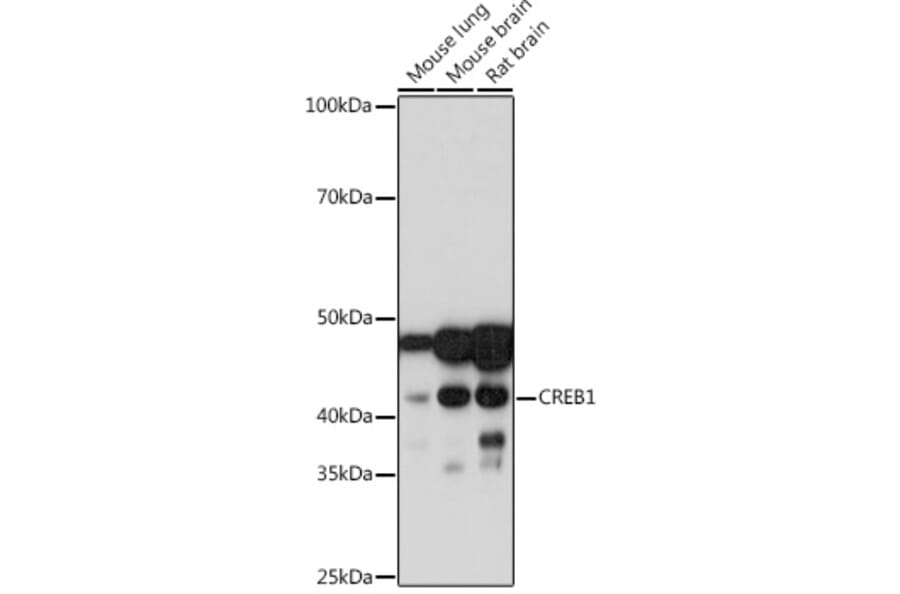 Western Blot - Anti-CREB Antibody [ARC0113] (A16748) - Antibodies.com