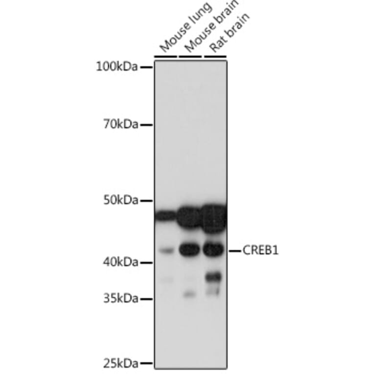 Western Blot - Anti-CREB Antibody [ARC0113] (A16748) - Antibodies.com