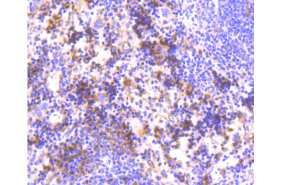 Immunohistochemistry - Anti-HAPLN1 Antibody (A10828) - Antibodies.com